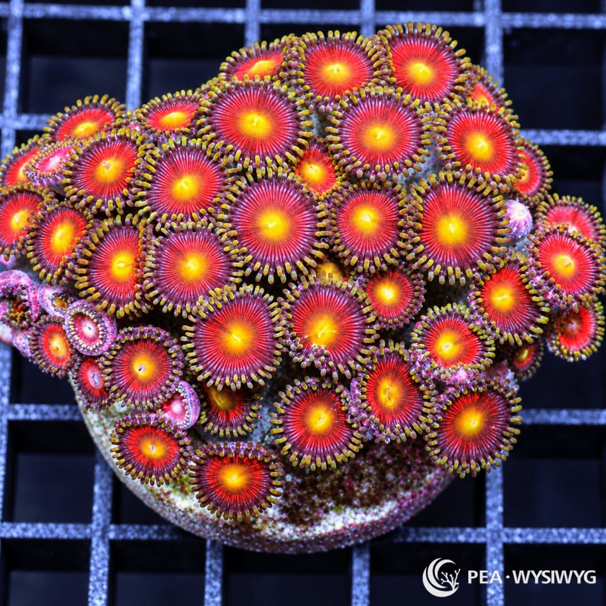 Sunburst Zoanthids Zoanthus sp. WYSIWYG colony with bright yellow centers, vivid red-crimson faces, and olive-yellow purple-tipped skirts