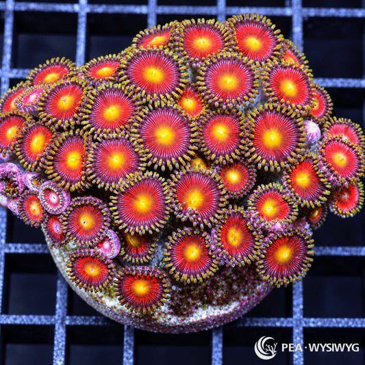 Sunburst Zoanthids Zoanthus sp. WYSIWYG colony with bright yellow centers, vivid red-crimson faces, and olive-yellow purple-tipped skirts