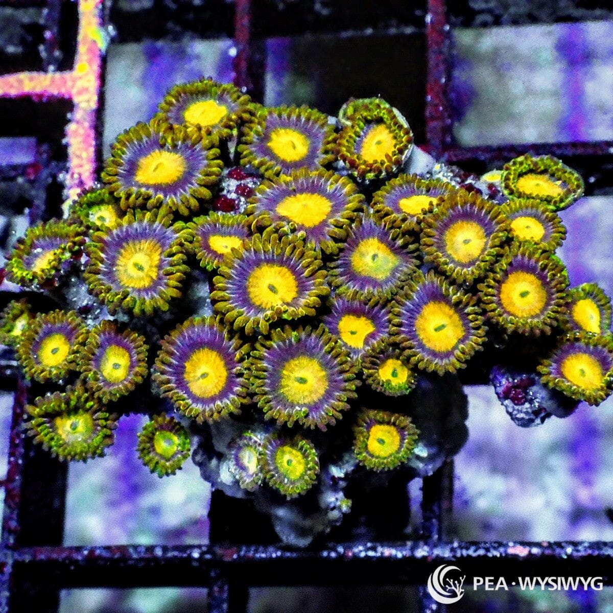 Sunflower Zoanthids Zoanthus sp. WYSIWYG soft coral frag with yellow centers purple faces and green skirts