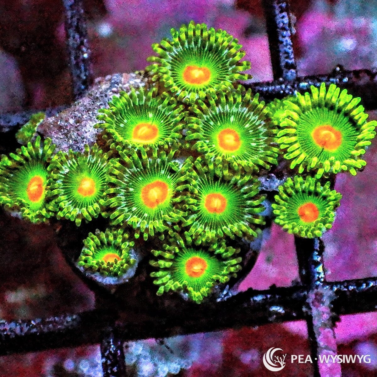 Sunny Day Zoanthids Zoanthus spp. WYSIWYG soft coral frag with bright green polyps and orange centers