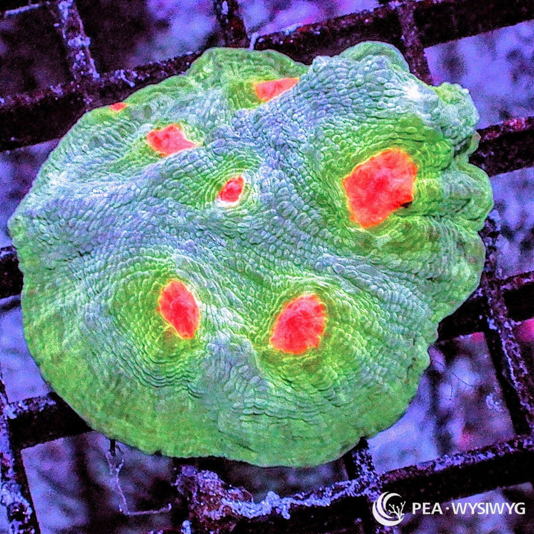 Sunny Side Up Chalice Echinophyllia species WYSIWYG premium LPS coral frag