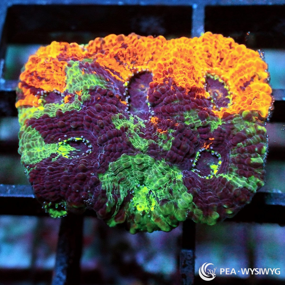 Sunrise Acan Echinata Micromussa echinata WYSIWYG Premium Frag with fluorescent orange, burgundy red, and bright green coloration