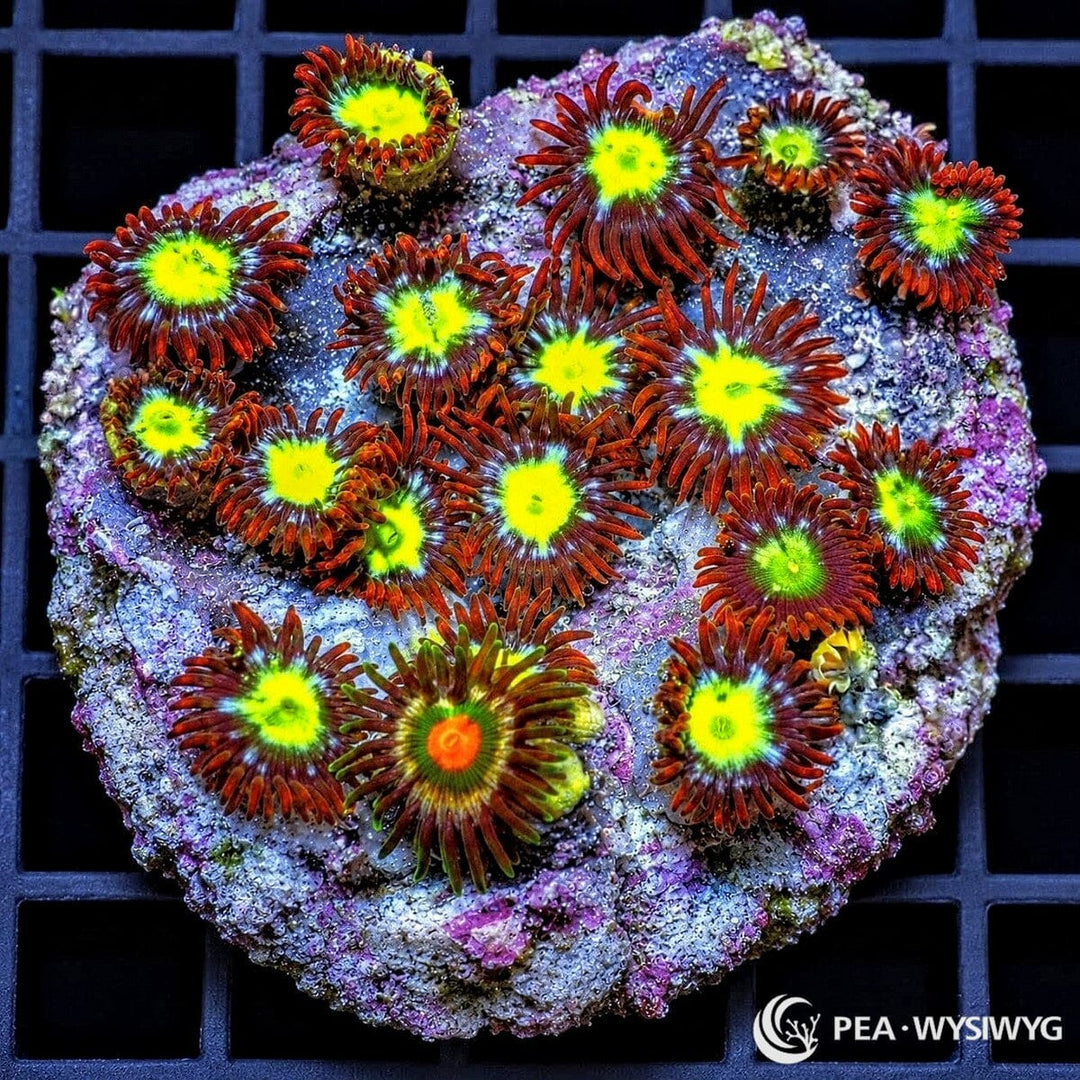 Sunrise Zoanthids Zoanthus sp. WYSIWYG coral with fluorescent yellow-green centers, blue-green radial accents, and deep red burgundy skirts