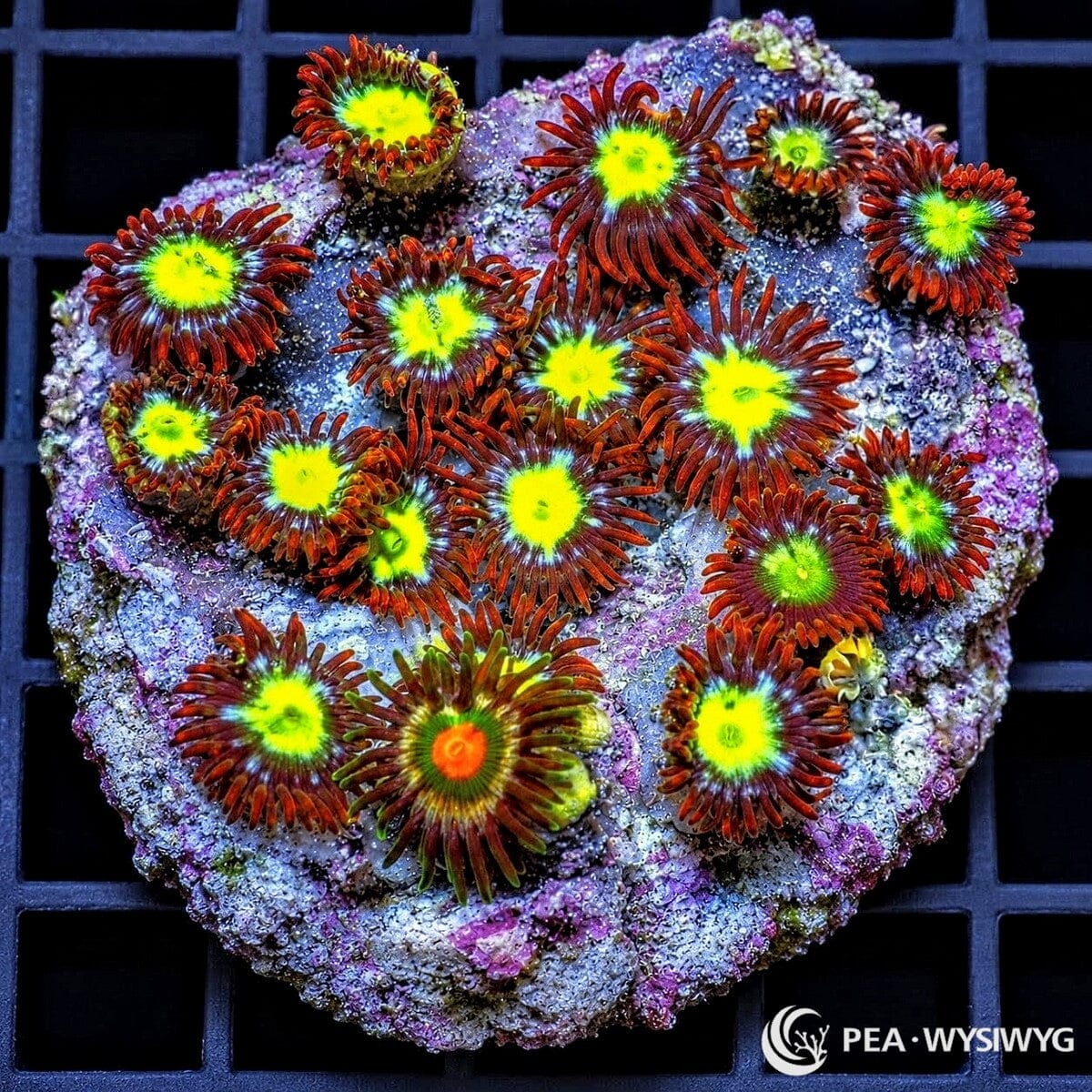Sunrise Zoanthids Zoanthus sp. WYSIWYG coral with fluorescent yellow-green centers, blue-green radial accents, and deep red burgundy skirts