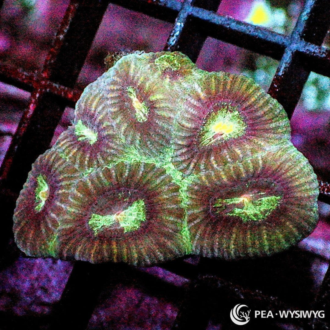 Sunset Moon Favia Dipsastraea sp. WYSIWYG coral frag with burgundy brown tissue, pale green yellow mouth accents, textured corallites, and encrusting stony coral growth