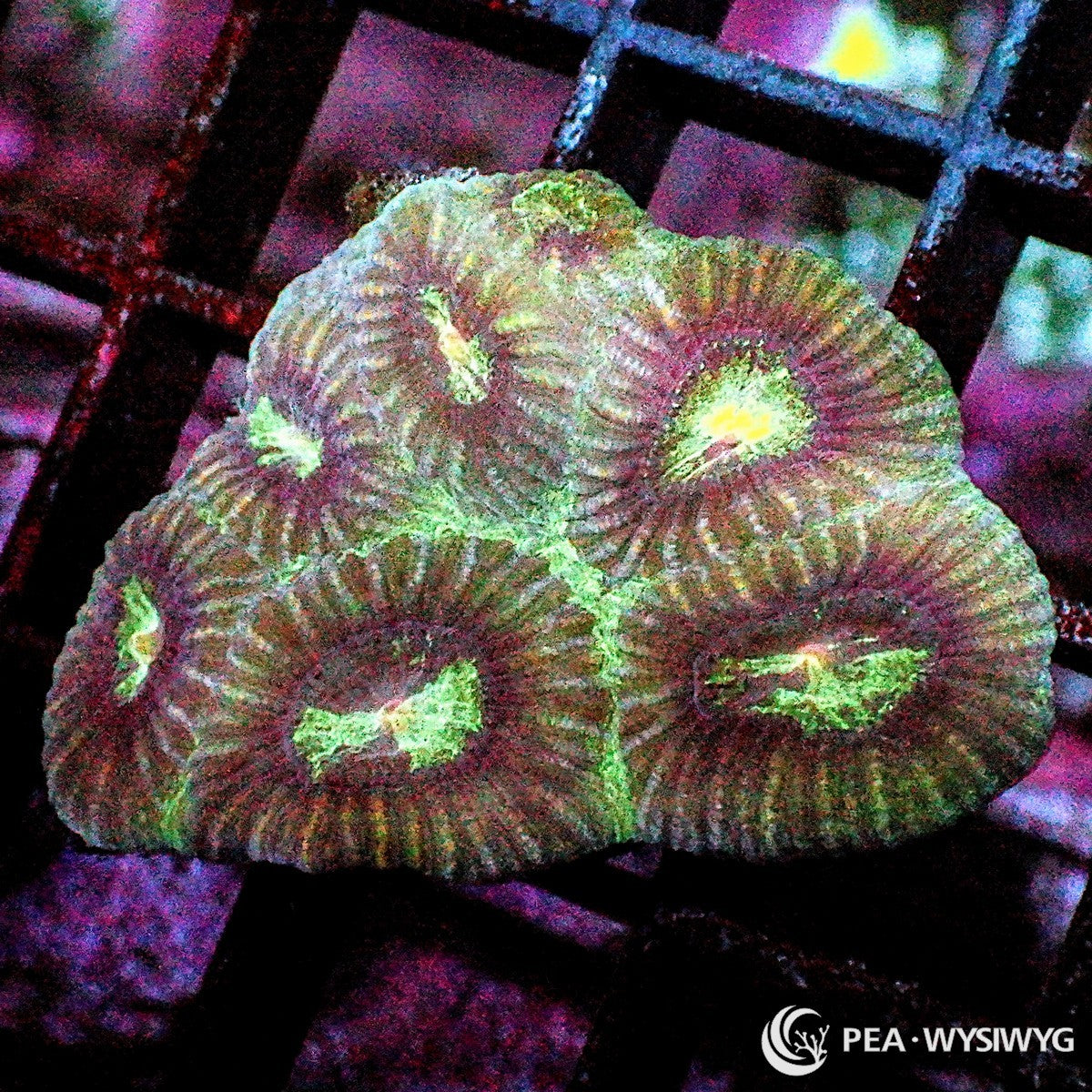 Sunset Moon Favia Dipsastraea sp. WYSIWYG coral frag with burgundy brown tissue, pale green yellow mouth accents, textured corallites, and encrusting stony coral growth