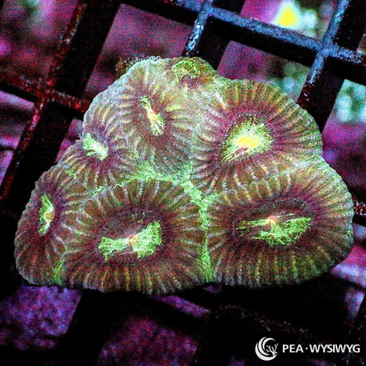 Sunset Moon Favia Dipsastraea sp. WYSIWYG coral frag with burgundy brown tissue, pale green yellow mouth accents, textured corallites, and encrusting stony coral growth