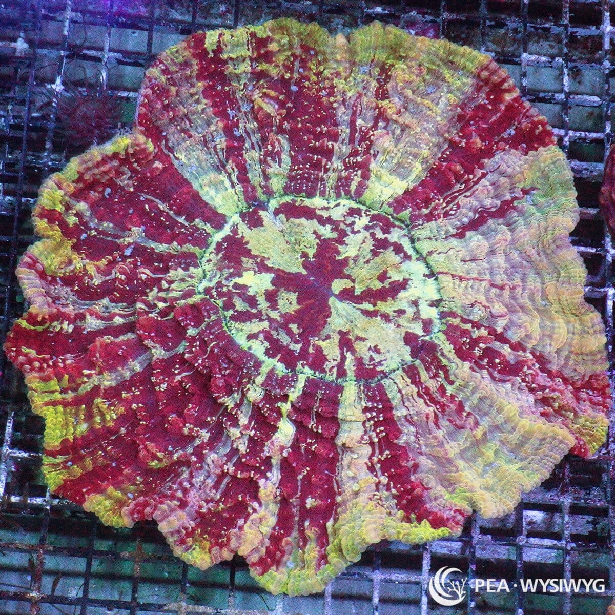 Super Acanthophyllia Acanthophyllia deshayesiana WYSIWYG coral colony with red burgundy tissue and yellow green cream marbling