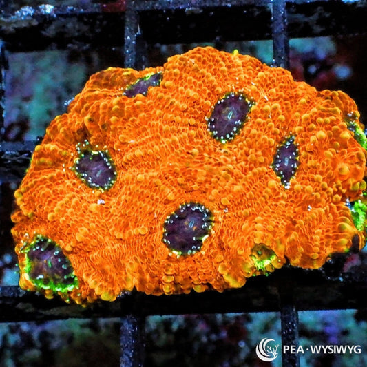 Super Orange Acan Echinata Acanthastrea echinata WYSIWYG coral frag with intense orange tissue, dark mouth centers, green accents, and textured encrusting growth