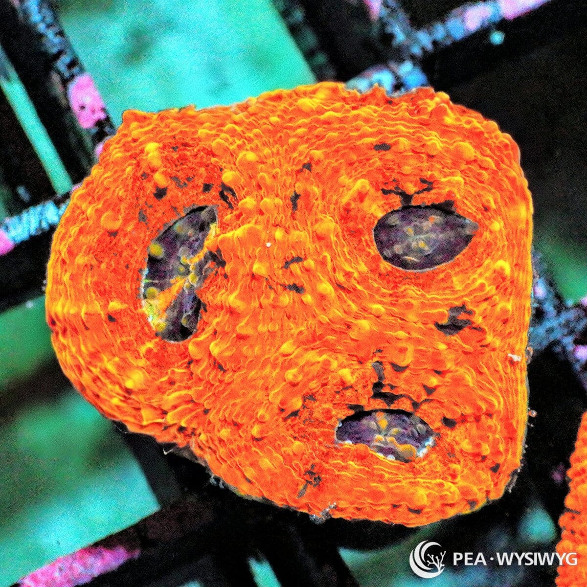 Super Orange Acan Echinata Acanthastrea echinata WYSIWYG LPS coral frag with vivid orange tissue