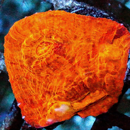 Super Orange Chalice Coral Echinophyllia sp. WYSIWYG LPS coral with intense orange coloration