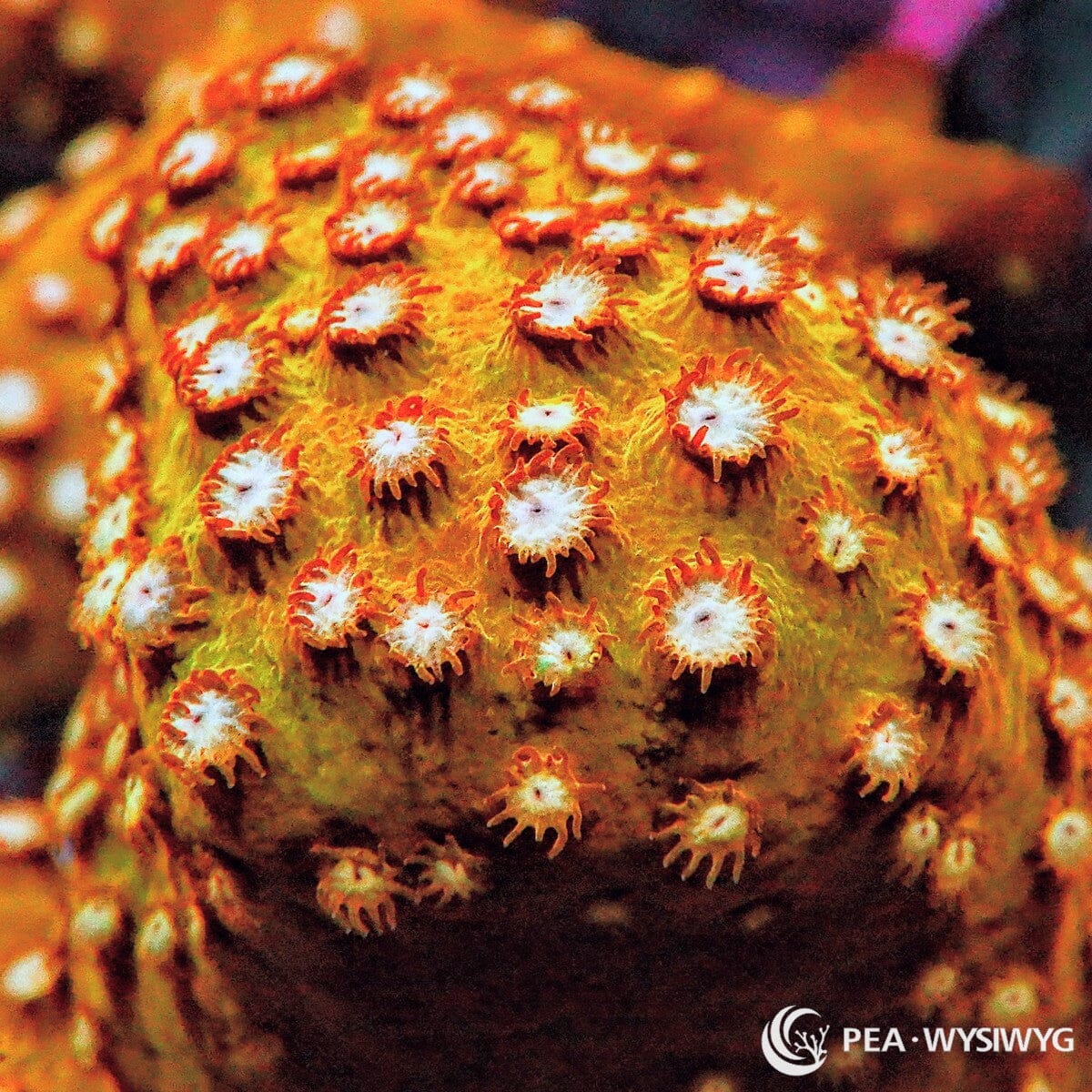 Super Orange Cyphastrea coral WYSIWYG frag with bright orange base and pale polyps under reef aquarium lighting