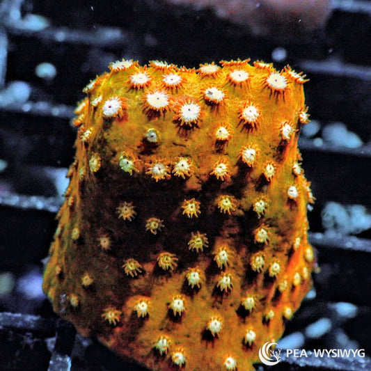 Super Orange Cyphastrea Cyphastrea species WYSIWYG Under $25 coral frag