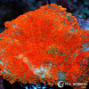 Super Orange Rhodactis Mushroom WYSIWYG aquacultured coral from Pacific East Aquaculture