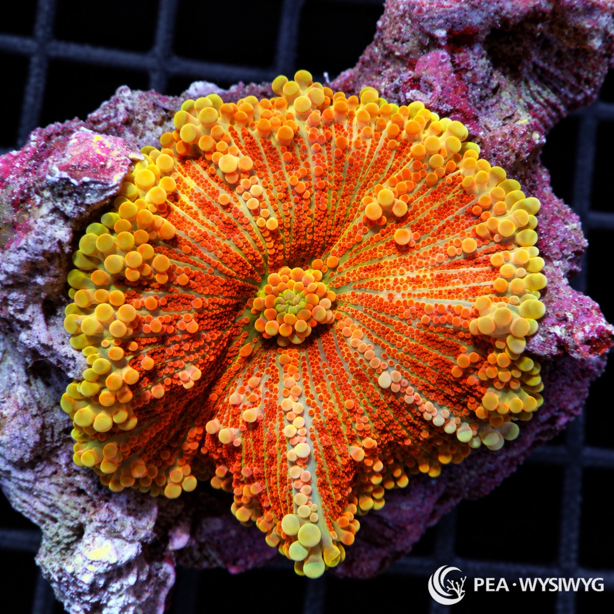 Super Orange Ricordea Yuma Ricordea yuma WYSIWYG coral frag with vivid orange vesicles, golden-yellow highlights, and green undertones