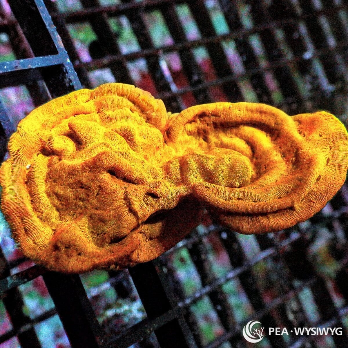 Super Orange Swirling Plate Leptoseris Leptoseris sp. WYSIWYG Premium Frag with vivid orange golden ridges and swirling plating growth