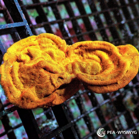 Super Orange Swirling Plate Leptoseris Leptoseris sp. WYSIWYG Premium Frag with vivid orange golden ridges and swirling plating growth
