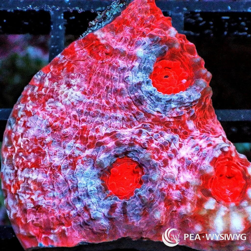 Super Red-Pink Chalice WYSIWYG aquacultured coral from Pacific East Aquaculture