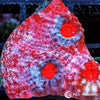Super Red-Pink Chalice WYSIWYG aquacultured coral from Pacific East Aquaculture