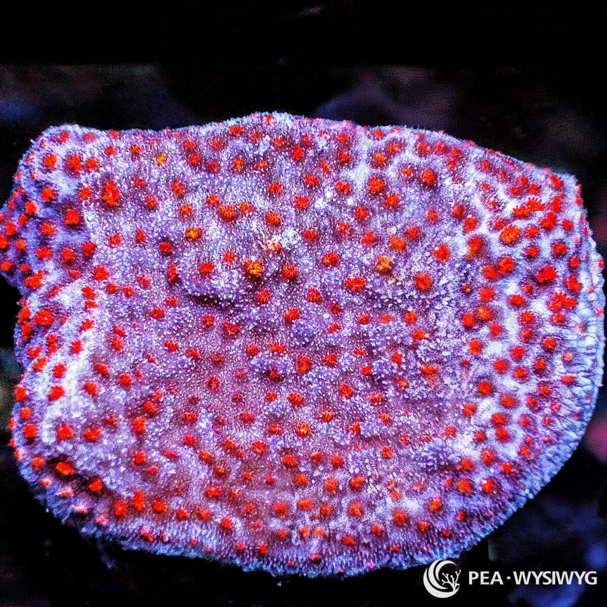 Superman Encrusting Montipora SPS coral with blue-purple base and red polyps, WYSIWYG under $25 coral frag
