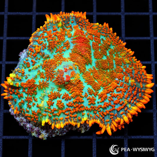 Superman Rhodactis Mushroom Rhodactis sp. WYSIWYG coral with turquoise blue-green tissue and vivid orange-red textured vesicles