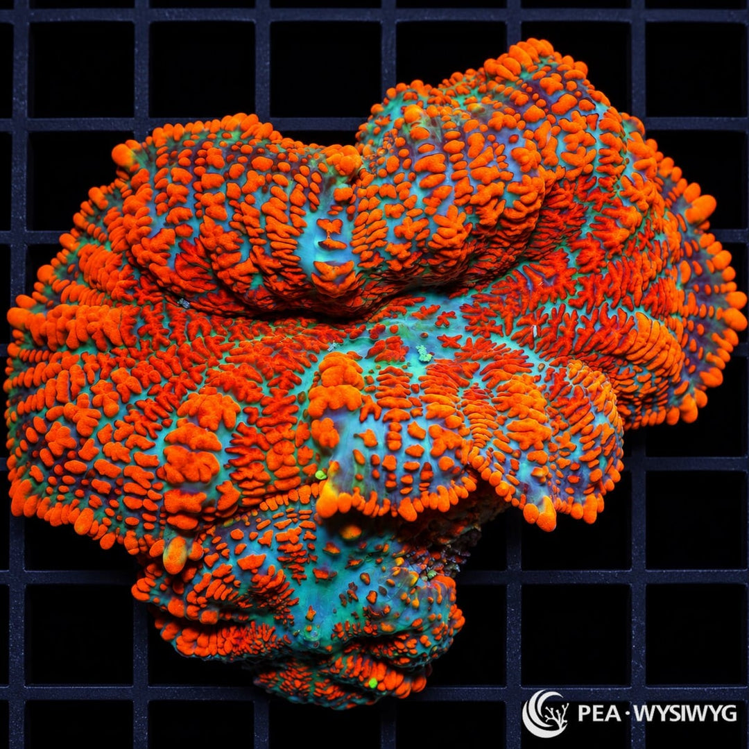 Superman Rhodactis Mushroom Rhodactis sp. WYSIWYG coral with turquoise-blue tissue and dense vivid orange-red branched vesicles