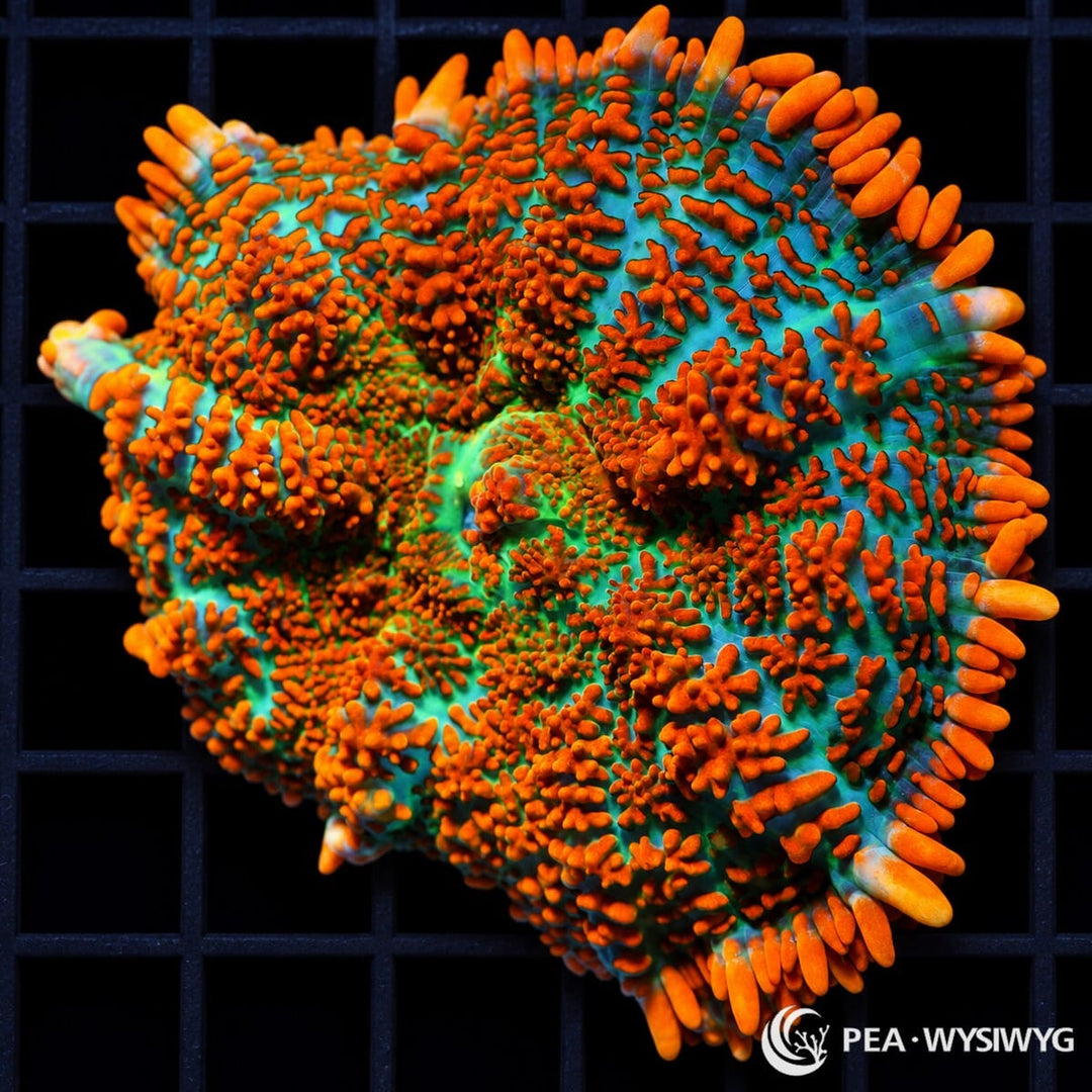 Superman Rhodactis Mushroom Rhodactis sp. WYSIWYG coral with turquoise-blue tissue and vivid orange-red branched vesicles