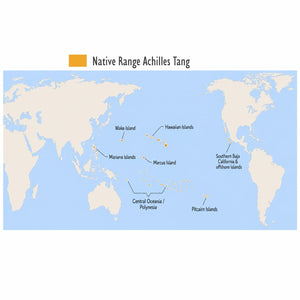 Tahitian Achilles Tang (Acanthurus achilles)