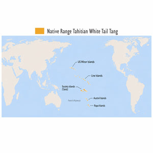 Tahitian White Tail Tang (Ctenochaetus flavicauda)