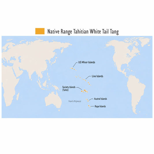 Tahitian White Tail Tang (Ctenochaetus flavicauda)