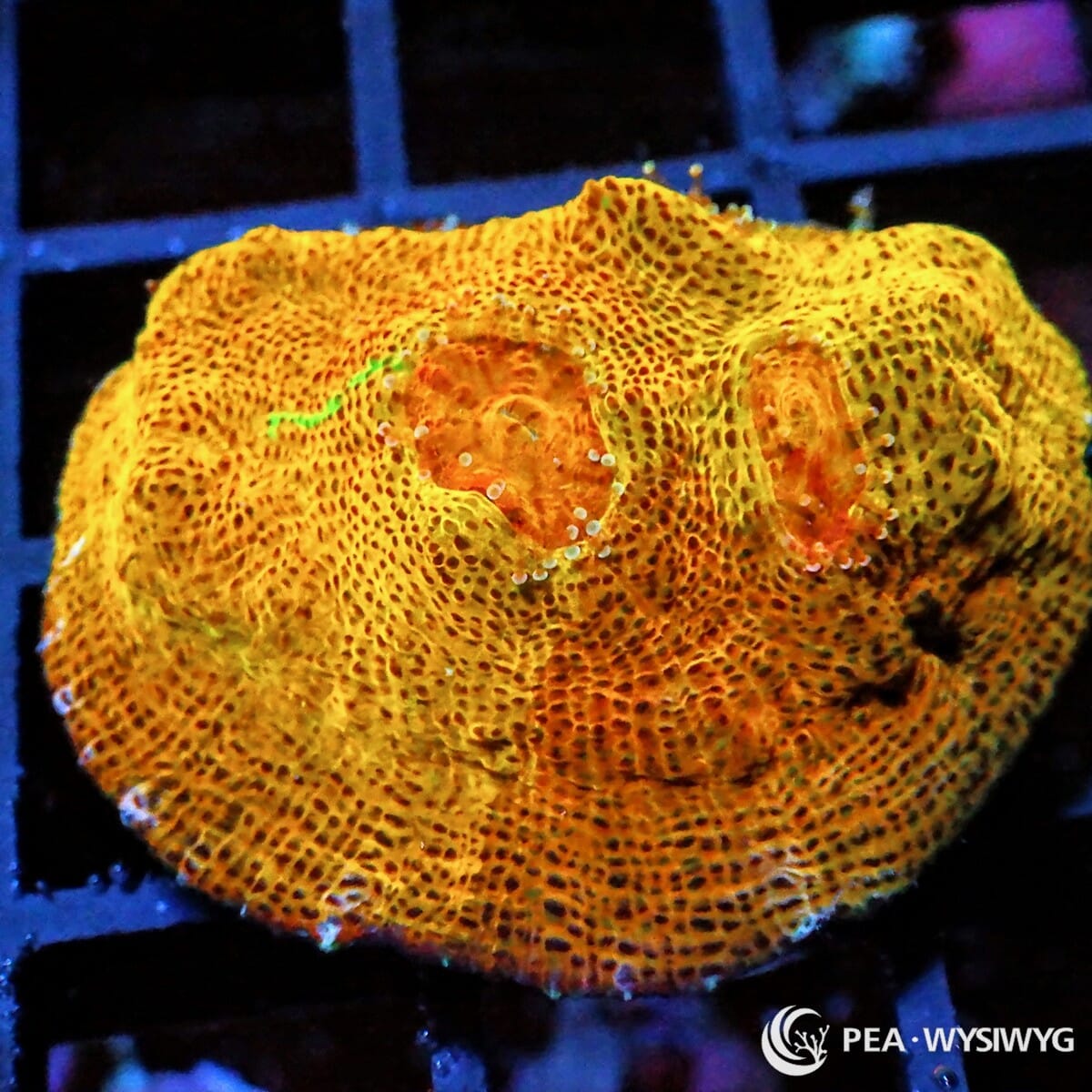 Tangerine Tornado Chalice Echinophyllia sp. WYSIWYG LPS coral frag with orange tangerine body golden highlights and red orange eyes