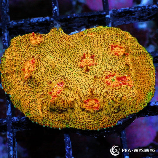 Tangerine Tornado Chalice Echinophyllia sp. WYSIWYG LPS coral frag with golden orange tissue green edge highlights and red orange eyes