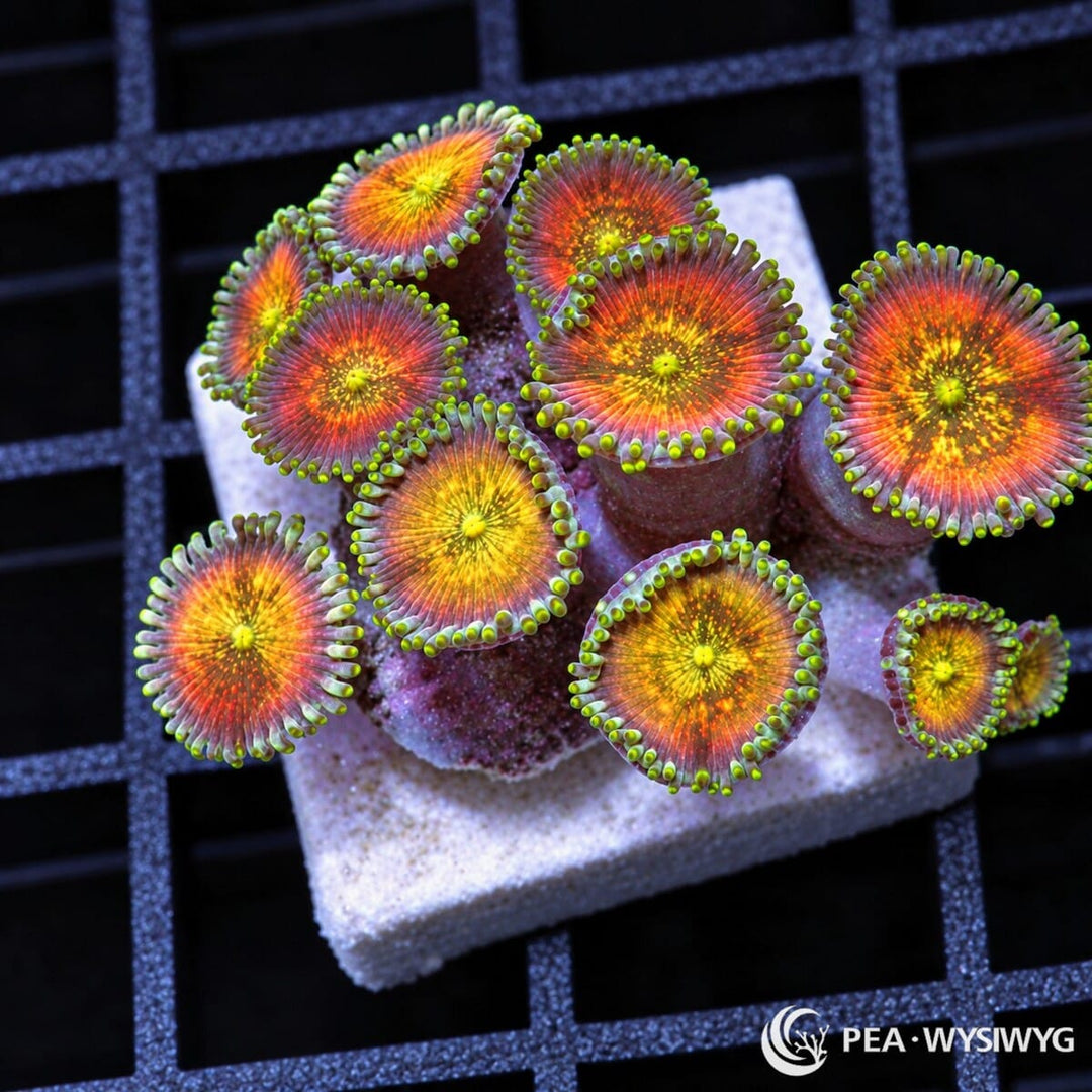 Tangerine Zoanthids Zoanthus sp. WYSIWYG coral frag with bright orange-red centers, golden-yellow highlights, and green-tipped skirts
