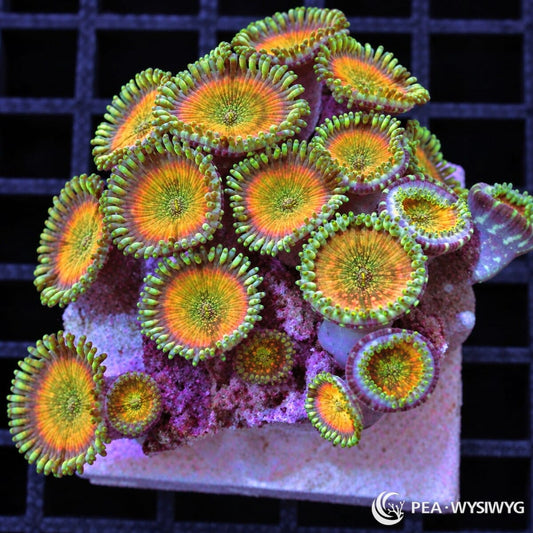Tangerine Zoanthids Zoanthus sp. WYSIWYG coral frag with tangerine-orange centers, golden-yellow highlights, green centers, and pale green skirts