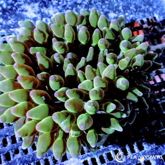 Tank raised purple tip green bubble anemone Entacmaea quadricolor  reef anemone with green bubble tentacles and purple tips