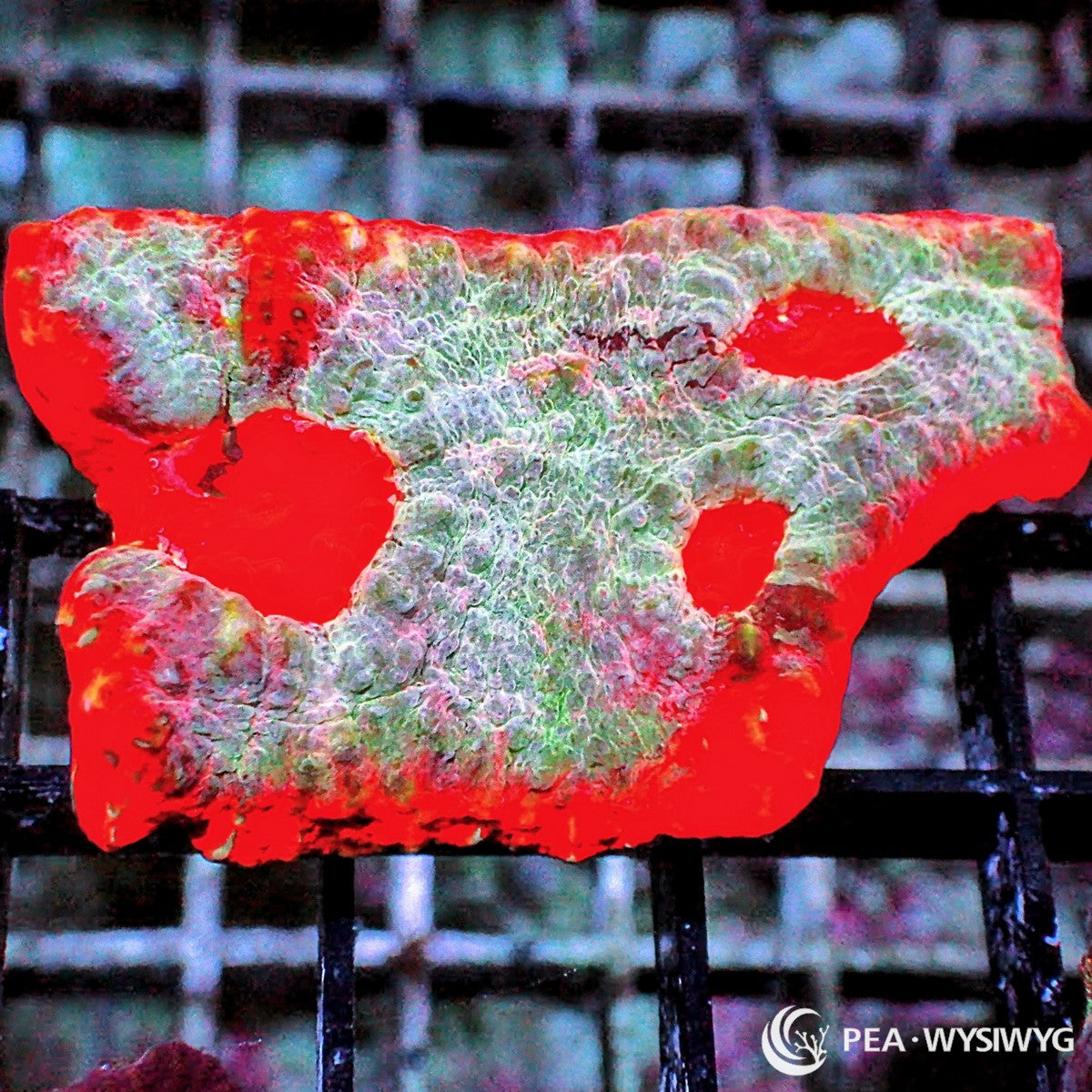 Tasmanian Devil Chalice WYSIWYG LPS coral with red, green, white, and textured chalice coloration