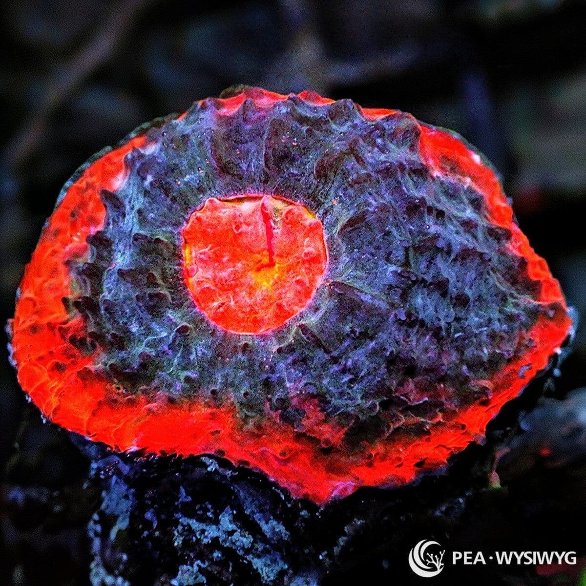 Tasmanian Devil Chalice LPS coral with red rim and dark center, WYSIWYG under $25 reef coral frag