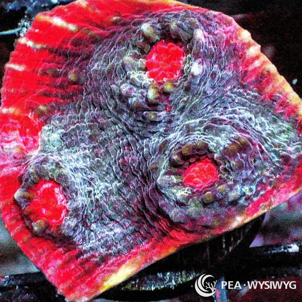 Tasmanian Devil Chalice WYSIWYG aquacultured coral from Pacific East Aquaculture