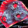 Tasmanian Devil Chalice WYSIWYG aquacultured coral from Pacific East Aquaculture