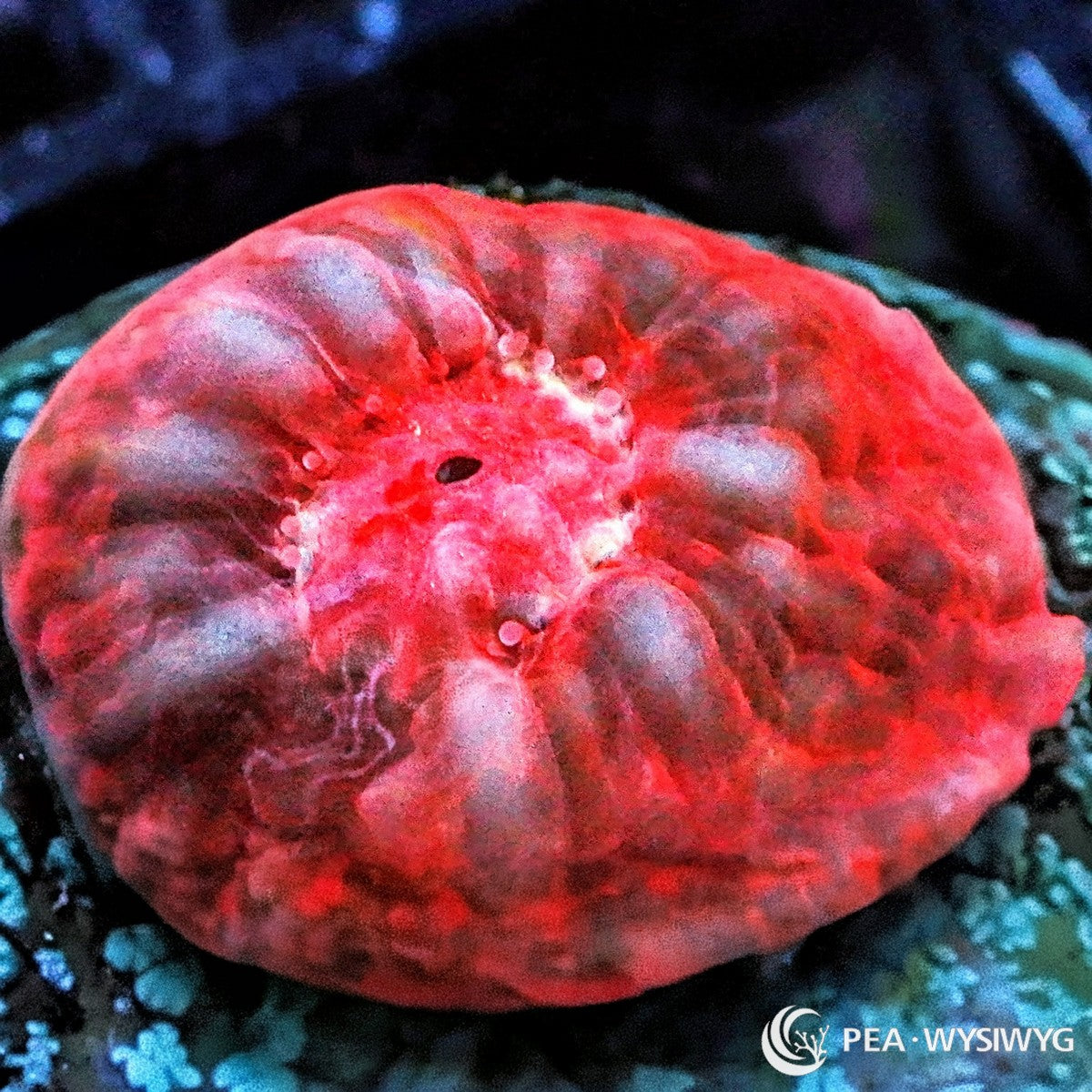 Tazmanian Devil Chalice Echinophyllia species WYSIWYG Under $25 coral frag