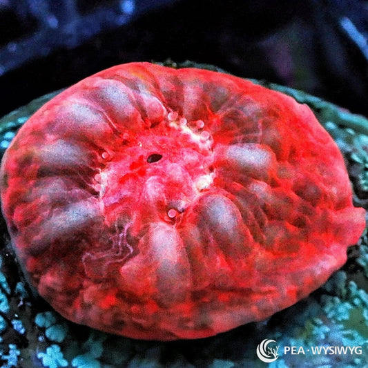 Tazmanian Devil Chalice Echinophyllia species WYSIWYG Under $25 coral frag