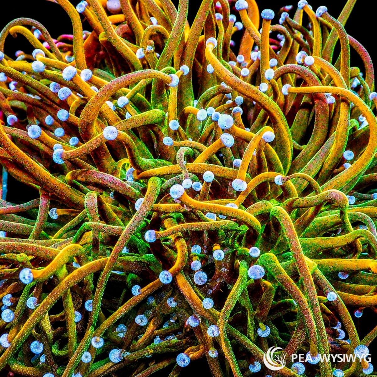 WYSIWYG Tony Tiger Torch Euphyllia coral with orange-green tentacles and blue-white rounded tips