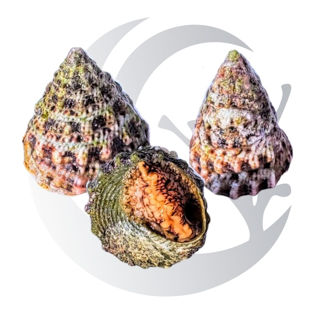 Trochus Snail (Tectus niloticus), film algae grazer, medium saltwater aquarium invert