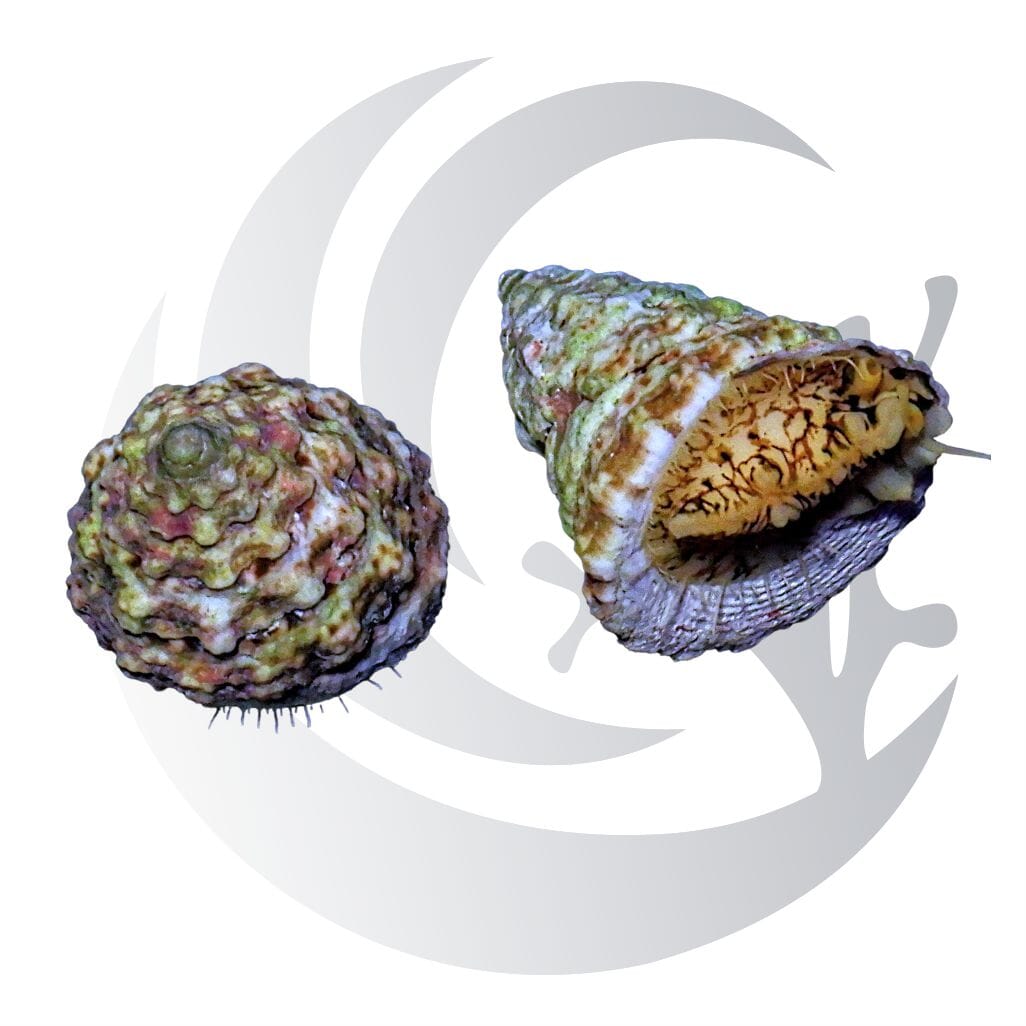 Turban Snail (Tectus fenestratusa), film algae grazer, large saltwater aquarium invert
