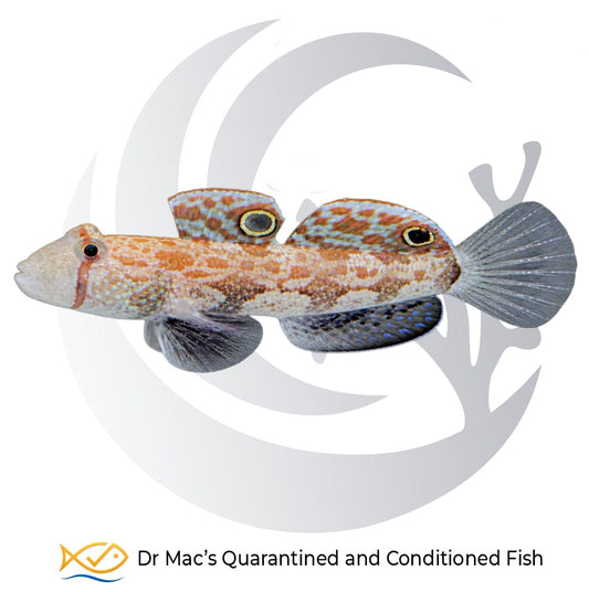 Twin Spot Goby Signigobius biocellatus from Indonesia with orange-brown markings, blue spots and distinctive eyespots on both dorsal fins