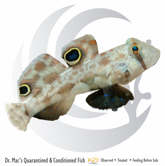 Twin Spot Goby (Signigobius biocellatus) saltwater aquarium fish with two distinctive false eye spots, patterned body, and peaceful sand-sifting behavior