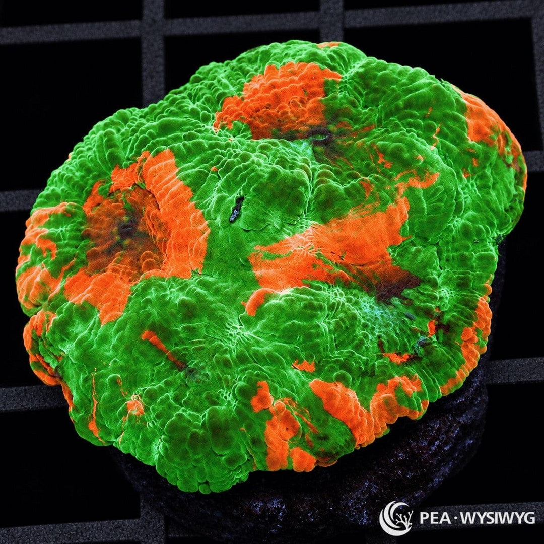 Ultra Acan Echinata Micromussa echinata with vivid fluorescent green fleshy tissue and contrasting brilliant orange patches