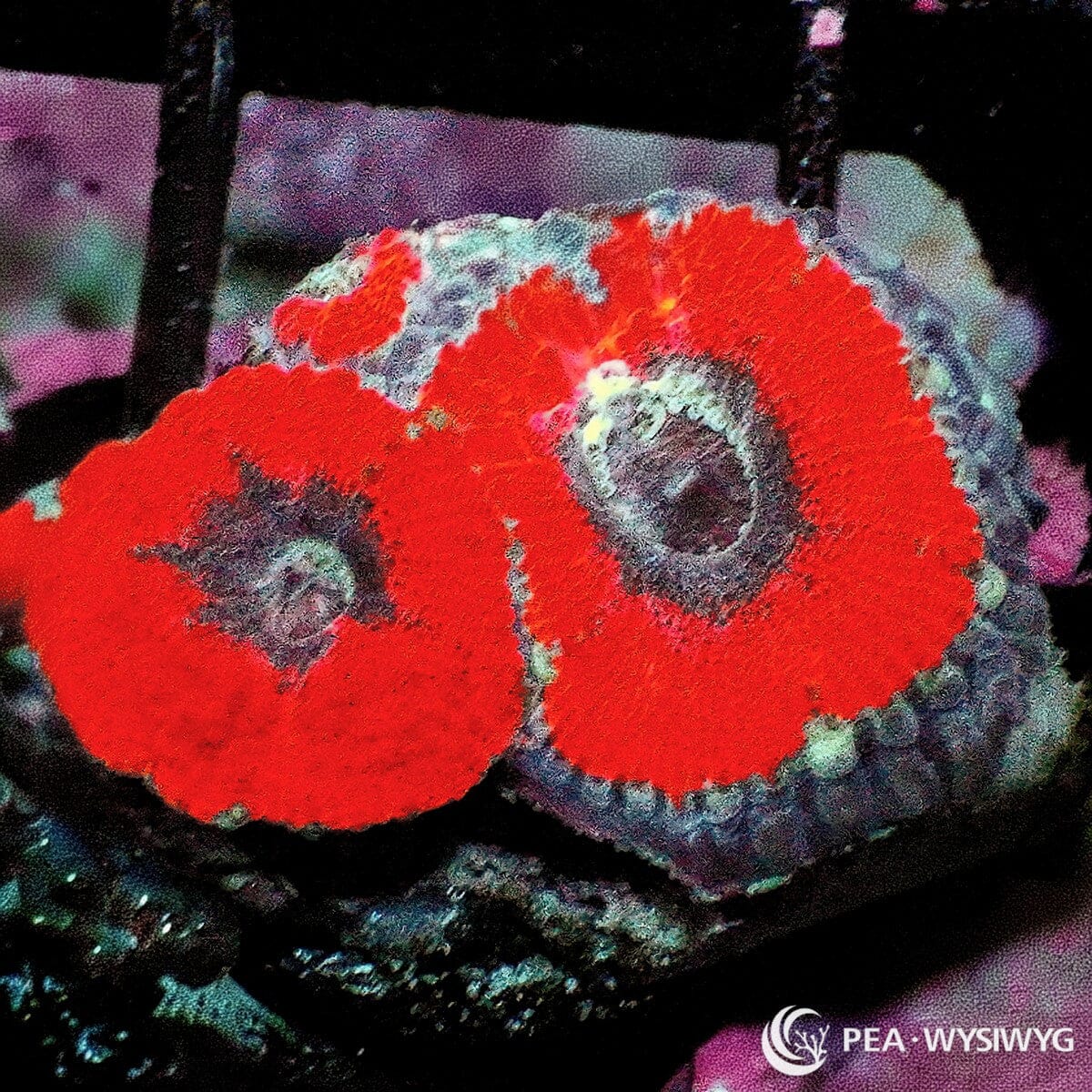 Ultra Acan Lordhowensis Micromussa lordhowensis WYSIWYG coral frag with red orange tissue, dark purple gray centers, pale green highlights, and fleshy polyps