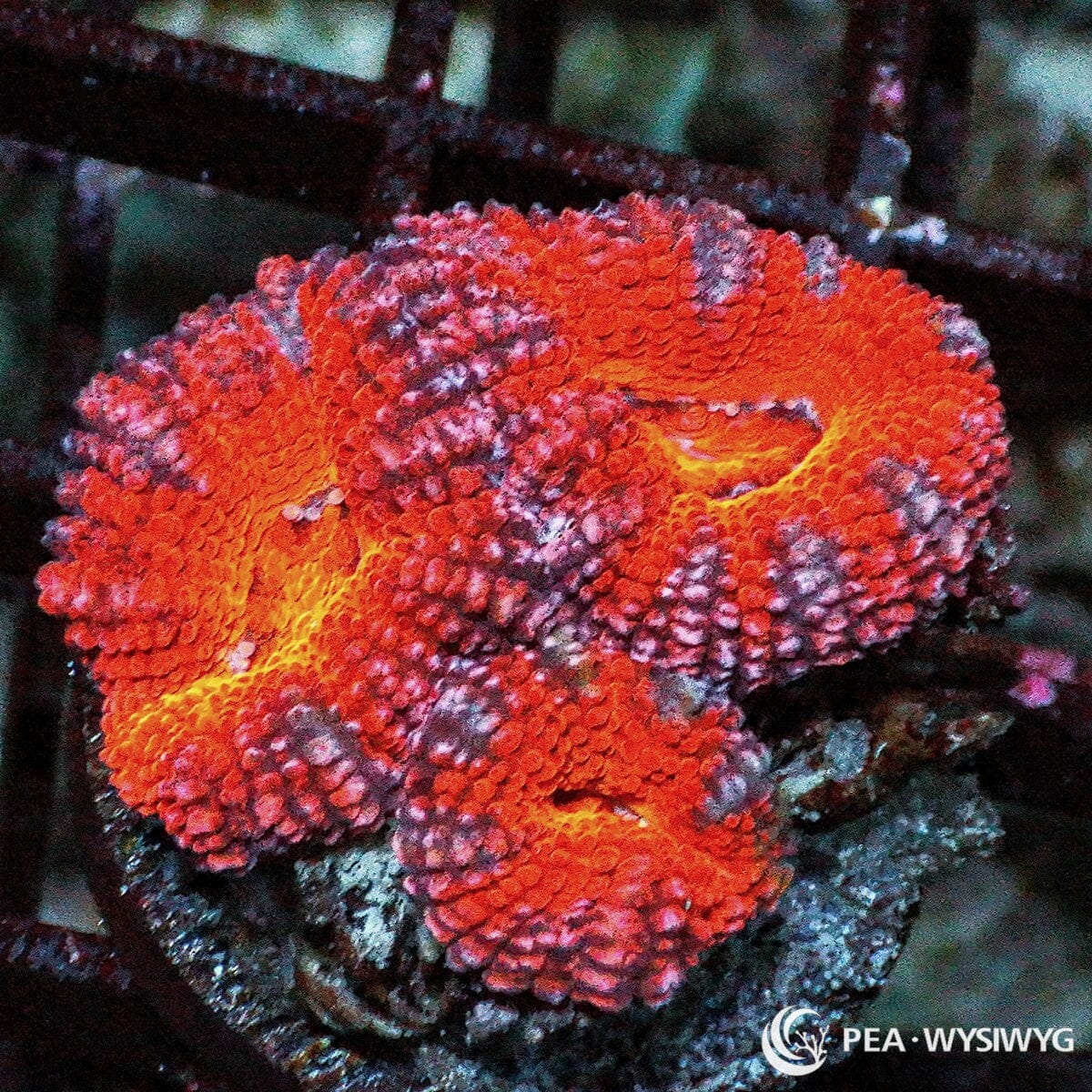 Ultra Acan Lordhowensis Micromussa lordhowensis WYSIWYG coral frag with red orange tissue, yellow orange centers, purple gray accents, and fleshy polyps