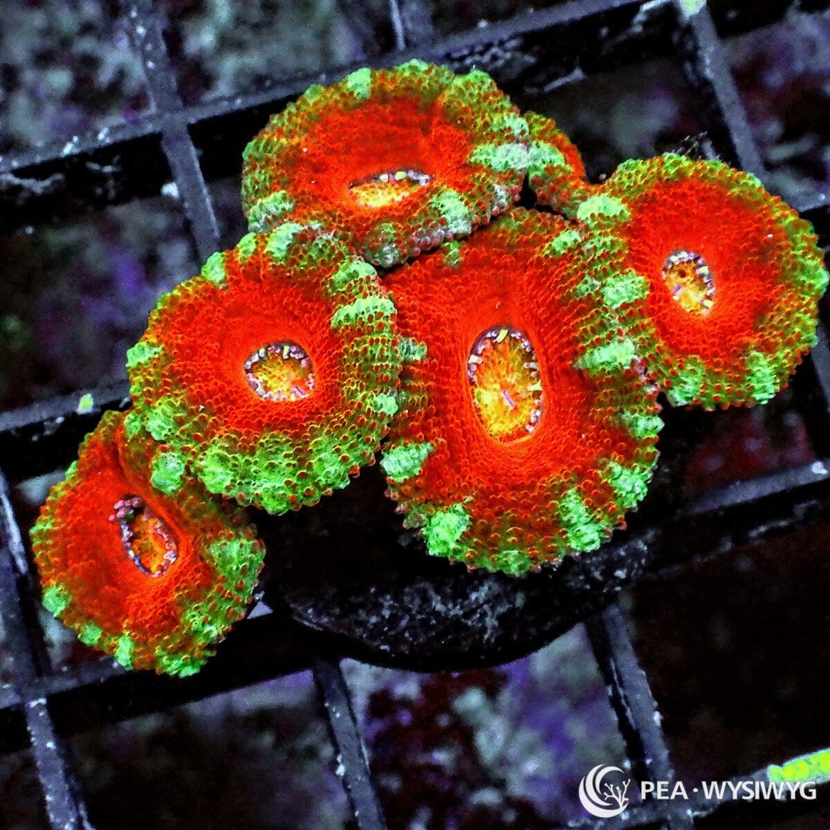 Ultra Acan Lordhowensis Micromussa lordhowensis WYSIWYG coral frag with red orange tissue, bright green accents, golden yellow centers, and fleshy polyps